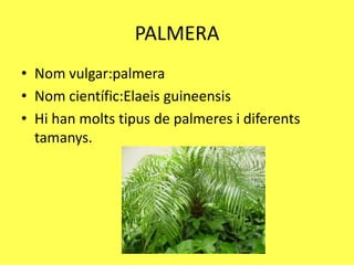 PALMERA
• Nom vulgar:palmera
• Nom científic:Elaeis guineensis
• Hi han molts tipus de palmeres i diferents
  tamanys.
 