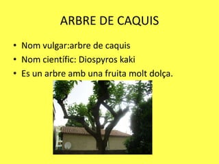 ARBRE DE CAQUIS
• Nom vulgar:arbre de caquis
• Nom científic: Diospyros kaki
• Es un arbre amb una fruita molt dolça.
 