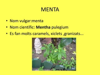 MENTA
• Nom vulgar:menta
• Nom científic: Mentha pulegium
• Es fan molts caramels, xiclets ,granizats...
 
