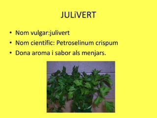 JULiVERT
• Nom vulgar:julivert
• Nom científic: Petroselinum crispum
• Dona aroma i sabor als menjars.
 