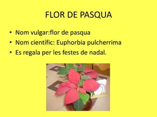FLOR DE PASQUA
• Nom vulgar:flor de pasqua
• Nom científic: Euphorbia pulcherrima
• Es regala per les festes de nadal.
 