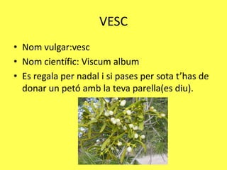 VESC
• Nom vulgar:vesc
• Nom científic: Viscum album
• Es regala per nadal i si pases per sota t’has de
  donar un petó amb la teva parella(es diu).
 