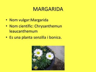 MARGARIDA
• Nom vulgar:Margarida
• Nom científic: Chrysanthemun
  leaucanthemum
• Es una planta senzilla i bonica.
 