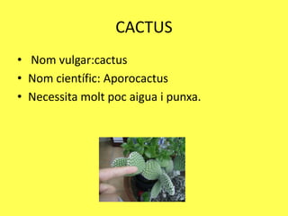 CACTUS
• Nom vulgar:cactus
• Nom científic: Aporocactus
• Necessita molt poc aigua i punxa.
 