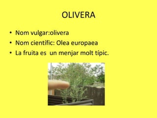 OLIVERA
• Nom vulgar:olivera
• Nom científic: Olea europaea
• La fruita es un menjar molt típic.
 