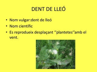 DENT DE LLEÓ
• Nom vulgar:dent de lleó
• Nom científic
• Es reprodueix desplaçant ‘’plantetes’’amb el
  vent.
 