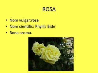 ROSA
• Nom vulgar:rosa
• Nom científic: Phyllis Bide
• Bona aroma.
 