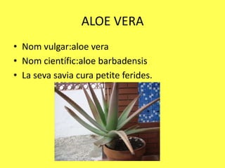 ALOE VERA
• Nom vulgar:aloe vera
• Nom científic:aloe barbadensis
• La seva savia cura petite ferides.
 
