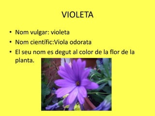 VIOLETA
• Nom vulgar: violeta
• Nom científic:Viola odorata
• El seu nom es degut al color de la flor de la
  planta.
 