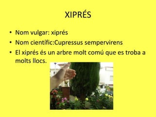 XIPRÉS
• Nom vulgar: xiprés
• Nom científic:Cupressus sempervirens
• El xiprés és un arbre molt comú que es troba a
  molts llocs.
 