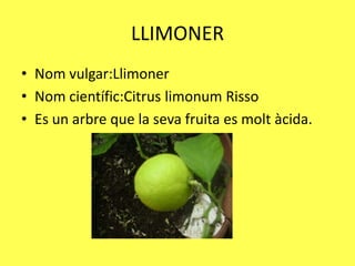 LLIMONER
• Nom vulgar:Llimoner
• Nom científic:Citrus limonum Risso
• Es un arbre que la seva fruita es molt àcida.
 