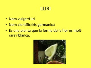 LLIRI
• Nom vulgar:Lliri
• Nom científic:Iris germanica
• Es una planta que la forma de la flor es molt
  rara i blanca.
 