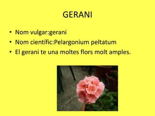 GERANI
• Nom vulgar:gerani
• Nom científic:Pelargonium peltatum
• El gerani te una moltes flors molt amples.
 