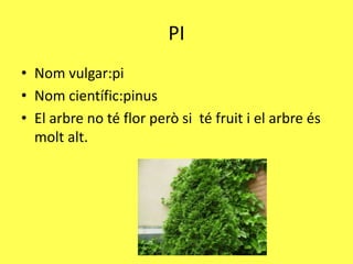 PI
• Nom vulgar:pi
• Nom científic:pinus
• El arbre no té flor però si té fruit i el arbre és
  molt alt.
 
