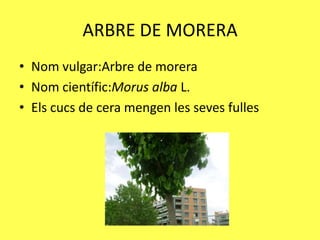 ARBRE DE MORERA
• Nom vulgar:Arbre de morera
• Nom científic:Morus alba L.
• Els cucs de cera mengen les seves fulles
 