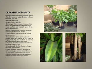 DRACAENA COMPACTANombre científico o latino: Cordyline indivisa - Nombre común o vulgar: Drácena indivisa, Cordiline, Drácena.- Familia: Agavaceae.- Origen: Nueva Zelanda.- Etimología: el término genérico científico deriva del vocablo griego «kordylé», clava, maza, que hace referencia a la forma de las raíces de esta planta.- Planta arborescente, arbustiva, perenne, vigorosa y de desarrollo rápido.- Tronco erecto, con una altura de 8-10 m como máximo.- Hojas de color verde oscuro y opaco, azulado por la cara inferior, de 70-150 cm de largo y hasta algo más de 10 cm de anchura, nerviación mediana de color rojo y numerosas otras nerviaciones secundarias contiguas a la principal.- A la edad de 8-10 años florece en largas mazorcas blanco crema.- Tras la floracion, el tronco se divide en varias ramas, que forman una ancha copa.- A menudo se la encuentra con troncos múltiples: esta forma, muy apreciada, se debe a un cultivo especial en vivero.-