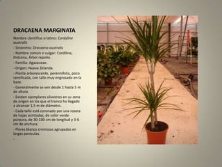 DRACAENA MARGINATANombre científico o latino: Cordylineaustralis- Sinónimo: Dracaenaaustralis- Nombre común o vulgar: Cordiline, Drácena, Árbol repollo.- Familia: Agavaceae.- Origen: Nueva Zelanda.- Planta arborescente, perennifolia, poco ramificada, con tallo muy engrosado en la base.- Generalmente se ven desde 1 hasta 5 m de altura.- Existen ejemplares silvestres en su zona de origen en los que el tronco ha llegado a alcanzar 1,5 m de diámetro.- Cada tallo está coronado por una roseta de hojas acintadas, de color verde-púrpura, de 30-100 cm de longitud y 3-6 cm de anchura.- Flores blanco cremosas agrupadas en largas panículas.-