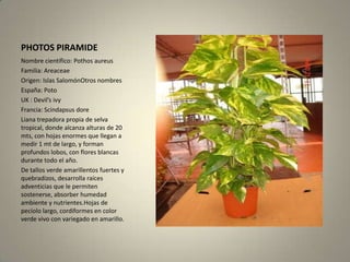 PHOTOS PIRAMIDENombre científico: PothosaureusFamilia: AreaceaeOrigen: Islas SalomónOtros nombresEspaña: PotoUK : Devil’sivyFrancia: Scindapsus doreLiana trepadora propia de selva tropical, donde alcanza alturas de 20 mts, con hojas enormes que llegan a medir 1 mt de largo, y forman profundos lobos, con flores blancas durante todo el año.De tallos verde amarillentos fuertes y quebradizos, desarrolla raíces adventicias que le permiten sostenerse, absorber humedad ambiente y nutrientes.Hojas de pecíolo largo, cordiformes en color verde vivo con variegado en amarillo.