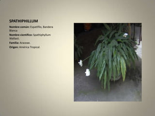 SPATHIPHILLUMNombre común: Espatifilo, Bandera Blanca Nombre científico:SpathiphyllumWallasii. Familia:Araceae. Origen: América Tropical. 