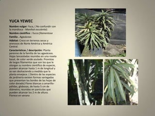 YUCA YEWECNombre vulgar: Yuca, ( No confundir con la mandioca - Manihotesculenta) Nombre científico : Yucca filamentosaFamilia . AgaváceasHábitat: Crece en terrenos secos y arenosos de Norte América y América Central. Características / descripción: Planta perenne de la familia de las agaváceas. Hojas lanceoladas reunidas en una roseta basal, de color verde azulado. Provistas de largos filamentos que son los que le otorgan su nombre científico de especie, pueden alcanzar hasta 1 m de longitud y se van deshaciendo a medida que la planta envejece. ( Dentro de las especies de jardinería existen formas variegadas que presentan los bordes de las hojas de color dorado) Flores blancas o amarillo- pálidas, globosas, de hasta 5 cm de diámetro, reunidas en panículas que pueden alcanzar los 2 m de altura. Florece en verano