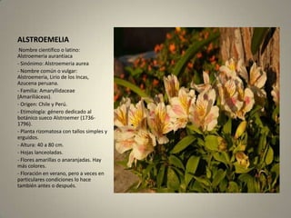 ALSTROEMELIA Nombre científico o latino: Alstroemeria aurantiaca- Sinónimo: Alstroemeria aurea- Nombre común o vulgar: Alstroemeria, Lirio de los Incas, Azucena peruana.- Familia: Amaryllidaceae (Amariliáceas).- Origen: Chile y Perú.- Etimología: género dedicado al botánico sueco Alstroemer (1736-1796).- Planta rizomatosa con tallos simples y erguidos.- Altura: 40 a 80 cm.- Hojas lanceoladas.- Flores amarillas o anaranjadas. Hay más colores.- Floración en verano, pero a veces en particulares condiciones lo hace también antes o después.
