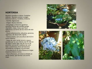 HORTENSIANombre científico o latino: Cordyline indivisa - Nombre común o vulgar: Drácena indivisa, Cordiline, Drácena.- Familia: Agavaceae.- Origen: Nueva Zelanda.- Etimología: el término genérico científico deriva del vocablo griego «kordylé», clava, maza, que hace referencia a la forma de las raíces de esta planta.- Planta arborescente, arbustiva, perenne, vigorosa y de desarrollo rápido.- Tronco erecto, con una altura de 8-10 m como máximo.- Hojas de color verde oscuro y opaco, azulado por la cara inferior, de 70-150 cm de largo y hasta algo más de 10 cm de anchura, nerviación mediana de color rojo y numerosas otras nerviaciones secundarias contiguas a la principal.- A la edad de 8-10 años florece en largas mazorcas blanco crema.- Tras la floracion, el tronco se divide en varias ramas, que forman una ancha copa.