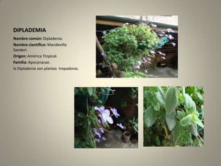 DIPLADEMIANombre común:Dipladenia.Nombre científico:MandevillaSanderi.Origen: América Tropical.Familia:Apocynacae.la Dipladenia son plantas  trepadoras.