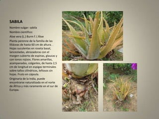 SABILANombre vulgar: sabilaNombre cientifico:Aloe vera (L.) Burm f. ( ÁloePlanta perenne de la familia de las liliáceas de hasta 60 cm de altura. . Hojas suculentas en roseta basal, lanceoladas, abrazadoras con el margen cubierto de espinas, glaucas y con tonos rojizos. Flores amarillas, acampanadas, colgantes, de hasta 2,5 cm de longitud en espigas terminales sobre tallos cilíndricos, leñosos sin hojas. Fruto en cápsula. Originaria de la India, puede encontrarse naturalizada en el norte de África y más raramente en el sur de Europa. 