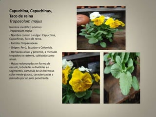 Capuchina, Capuchinas, Taco de reinaTropaeolummajusNombre científico o latino: Tropaeolummajus- Nombre común o vulgar: Capuchina, Capuchinas, Taco de reina.- Familia: Tropaelaceae.- Origen: Perú, Ecuador y Colombia.- Herbácea anual y perenne, a menudo trepadora o rastrera, cultivada como anual.- Hojas redondeadas en forma de escudo, lobuladas o divididas en segmentos, carnosas de un hermoso color verde-glauco, caracterizadas a menudo por un olor penetrante.