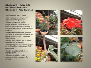 Híbridos de Té - Híbrido de Té - Rosa Híbrido de Té - Rosas Híbridos de Té - Rosal de pie bajoArbustos bajos, de 0,5 a 1 m.- Las rosas que dan son grandes y reflorecen a lo largo del año.- Florecen en verano-otoño.- Hojas: Alternas, compuestas, de número impar de foliolos ovalados y aserrados, pecioladas, de verde claro a grisáceo.- Flores de muchos colores, grandes, solitarias, se forman en el ápice de las ramas, capullos largos y elegantes. Refloreciente.- Frutos: baya carnosa que se vuelve naranja o roja al madurar.- Usos principales: para formar grupos de un sólo color, para arriates, para flor cortada.- Existen miles de variedades de Híbridos de Té.- Algunas variedades están especialmente creadas para flor cortada.
