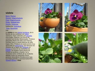 violetaReino: PlantaeDivisión: MagnoliophytaClase: MagnoliopsidaOrden: MalpighialesFamilia: ViolaceaeSubfamilia: VioloideaeTribu: RinoreeaeSubLa violeta es una plantaherbácea, de la familia de las violáceas con tallos rastreros, hojas radicales con peciolos muy largos, ásperas y en forma de corazón con bordes festoneados. Produce pequeñas flores de color azul intenso, morado claro y a veces blancas de tallo largo y fino. Produce un suave aroma muy apreciado en perfumería, son famosas las violetas de la región de Toulouse en Francia y crece en las montañas de España. Se emplea como planta de ornato en jardines y tiestos. Se la reconoce como símbolo de la modestia debido a que sus pequeñas flores parecen esconderse tímidamente bajo sus hojas grandes y acorazonadastribu: VioleaeGénero: Viola