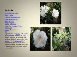 GardeniaClasificación científicaReino: PlantaeDivisión: MagnoliophytaClase: MagnoliopsidaOrden: RubialesFamilia: RubiaceaeSubfamilia: IxoroideaeTribu: GardenieaeGénero: GardeniaEllisLa gardenia es una planta de la familia de las rubiáceas originaria de China, El nombre científico de la especie más común es Gardenia jasminoides. Es un arbusto de hojas perennes de color verde oscuro, brillantes y lisas. Sus flores son blancas, similares a las rosas y se usan comúnmente como plantas ornamentales