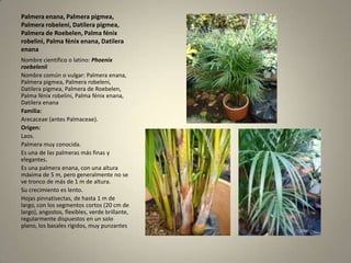 Palmera enana, Palmera pigmea, Palmera robeleni, Datilera pigmea, Palmera de Roebelen, Palma fénix robelini, Palma fénix enana, Datilera enanaNombre científico o latino: Phoenix roebeleniiNombre común o vulgar: Palmera enana, Palmera pigmea, Palmera robeleni, Datilera pigmea, Palmera de Roebelen, Palma fénix robelini, Palma fénix enana, Datilera enanaFamilia:Arecaceae (antes Palmaceae).Origen:Laos.Palmera muy conocida.Es una de las palmeras más finas y elegantes.Es una palmera enana, con una altura máxima de 5 m, pero generalmente no se ve tronco de más de 1 m de altura.Su crecimiento es lento.Hojas pinnatisectas, de hasta 1 m de largo, con los segmentos cortos (20 cm de largo), angostos, flexibles, verde brillante, regularmente dispuestos en un solo plano, los basales rígidos, muy punzantes