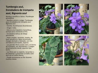 Tumbergia azul, Enredadera de trompeta azul, Bignonia azulNombre científico o latino: Thunbergia grandiflora- Nombre común o vulgar: Tumbergia azul, Enredadera de trompeta azul, Bignonia azul.- Familia: Acanthaceae (Acantáceas).- Origen: India.- Esta es una trepadora maravillosa, aunque poco resistente al frío.- Enredadera leñosa de follaje persistente.- Hojas simples, opuestas, ovadas, de base asimétrica y ápice acuminado, margen dentado a lobulado, con tres nervaduras principales, ásperas.- Las grandes flores azules claro, en forma de trompeta, son abundantes y cuelgan atractivamente desde soportes tipo techo.- Las flores por su aspecto, recuerdan a las Gloxinias y presentan un bello color azul con el cuello blanco.- Puede encontrarse en flor durante muchos meses