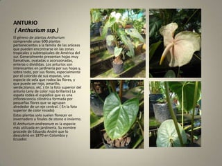 ANTURIO ( Anthuriumssp.) El género de plantas Anthurium comprende unas 600 plantas pertenecientes a la familia de las aráceas que pueden encontrarse en las zonas tropicales y subtropicales de América del sur. Generalmente presentan hojas muy llamativas, ovaladas o acorazonadas, enteras o divididas. Los anturios son interesantes en jardinería por sus hojas y, sobre todo, por sus flores, especialmente por el colorido de sus espatas, una especie de vela que rodea las flores, y que puede ser rojo, amarillo, verde,blanco, etc. ( En la foto superior del anturioLeny de color rojo brillante) La espata rodea el espádice que es una inflorescencia cilindrica formada por pequeñas flores que se agrupan alrededor de un eje central. ( En la foto superior de color rosado) Estas plantas solo suelen florecer en invernadero a finales de otono e invierno.El Anthuriumandreanum es la especie más utilizada en jardinería. Su nombre procede de Eduardo André que lo descubrió en 1870 en Colombia y Ecuador. 