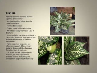 AUCUBANombre científico o latino: Aucubajaponica 'Crotonifolia'- Nombre común o vulgar: Aucuba, Laurel manchado.- Familia: Solanaceae.- Origen: Japón, China y Formosa.- Arbusto de hoja perenne de 1 a 3 m de altura.- Hojas ovaladas, de aspecto brillante y con bordes dentados, muy bonitas con manchas amarillas en la variedad 'Crotonifolia'.- Flores rojas muy pequeñas en inforescencias de 5-10 cm. Pasan bastante desapercibidas. Época de floración: fines de invierno.- Los frutos son del tamaño de una aceituna, de color rojo intenso brillante cuando maduran (sólo aparecen en las plantas femeninas).-
