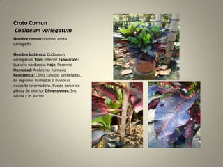 CrotoComunCodiaeumvariegatumNombre común:Croton, crotovariegadoNombre botánico:CodiaeumvariegatumTipo: Interior Exposición: Luz viva no directa Hoja: Perenne Humedad: Ambiente húmedo Resistencia: Clima cálidos, sin heladas. En regiones húmedas o lluviosas necesita invernadero. Puede servir de planta de interior Dimensiones: 3m. Altura x m.Ancho