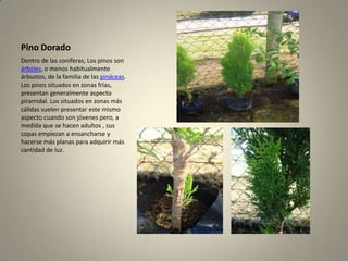 Pino DoradoDentro de las coníferas, Los pinos son árboles, o menos habitualmente árbustos, de la familia de las pináceas. Los pinos situados en zonas frías, presentan generalmente aspecto piramidal. Los situados en zonas más cálidas suelen presentar este mismo aspecto cuando son jóvenes pero, a medida que se hacen adultos , sus copas empiezan a ensancharse y hacerse más planas para adquirir más cantidad de luz.