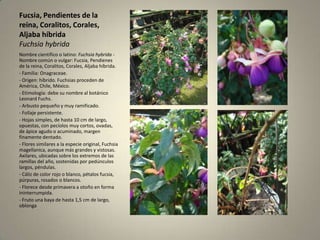 Fucsia, Pendientes de la reina, Coralitos, Corales, Aljaba híbridaFuchsiahybridaNombre científico o latino: Fuchsiahybrida- Nombre común o vulgar: Fucsia, Pendienes de la reina, Coralitos, Corales, Aljaba híbrida.- Familia: Onagraceae.- Origen: híbrido. Fuchsias proceden de América, Chile, México.- Etimología: debe su nombre al botánico Leonard Fuchs.- Arbusto pequeño y muy ramificado.- Follaje persistente.- Hojas simples, de hasta 10 cm de largo, opuestas, con pecíolos muy cortos, ovadas, de ápice agudo o acuminado, margen finamente dentado.- Flores similares a la especie original, Fuchsiamagellanica, aunque más grandes y vistosas. Axilares, ubicadas sobre los extremos de las ramillas del año, sostenidas por pedúnculos largos, péndulas.- Cáliz de color rojo o blanco, pétalos fucsia, púrpuras, rosados o blancos.- Florece desde primavera a otoño en forma ininterrumpida.- Fruto una baya de hasta 1,5 cm de largo, oblonga