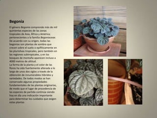 BegoniaEl género Begonia comprende más de mil quinientas especies de las zonas tropicales de Asia, África y América; pertenecientes a la familia Begoniaceae.De acuerdo con su origen, todas las begonias son plantas de sombra que crecen sobre el suelo o epifíticamente en las plurisilvas tropicales, pero también en las regiones subtropicales, y en los bosques de montaña aparecen incluso a 4000 metros de altitud. La forma de la planta y el color de las flores ha sido fuertemente alterada a lo largo de unos dos siglos a través de la obtención de innumerables híbridos y variedades. De todos modos se han conservado algunas propiedades fundamentales de las plantas originarias, de modo que el lugar de procedencia de las especies de partida continúa siendo hoy en día una indicación importante para determinar los cuidados que exigen estas plantas