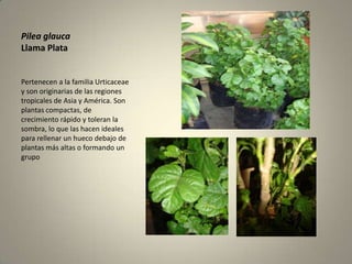 Pilea glaucaLlama PlataPertenecen a la familia Urticaceae y son originarias de las regiones tropicales de Asia y América. Son plantas compactas, de crecimiento rápido y toleran la sombra, lo que las hacen ideales para rellenar un hueco debajo de plantas más altas o formando un grupo