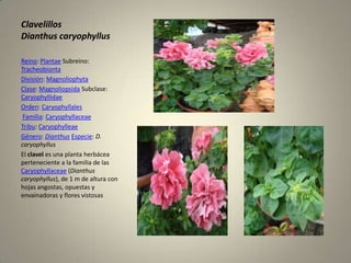 ClavelillosDianthuscaryophyllusReino: Plantae Subreino: TracheobiontaDivisión: MagnoliophytaClase: Magnoliopsida Subclase: CaryophyllidaeOrden: CaryophyllalesFamilia: CaryophyllaceaeTribu: CaryophylleaeGénero: DianthusEspecie: D. caryophyllusEl clavel es una planta herbácea perteneciente a la familia de las Caryophyllaceae (Dianthuscaryophyllus), de 1 m de altura con hojas angostas, opuestas y envainadoras y flores vistosas