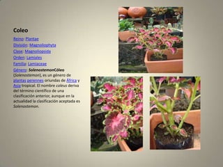 ColeoReino: PlantaeDivisión: MagnoliophytaClase: MagnoliopsidaOrden: LamialesFamilia: LamiaceaeGénero: SolenostemonCóleo (Solenostemon), es un género de plantasperennes oriundas de África y Asia tropical. El nombre coleus deriva del término científico de una clasificación anterior, aunque en la actualidad la clasificación aceptada es Solenostemon.