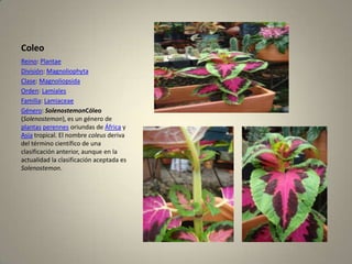 ColeoReino: PlantaeDivisión: MagnoliophytaClase: MagnoliopsidaOrden: LamialesFamilia: LamiaceaeGénero: SolenostemonCóleo(Solenostemon), es un género de plantasperennes oriundas de África y Asia tropical. El nombre coleus deriva del término científico de una clasificación anterior, aunque en la actualidad la clasificación aceptada es Solenostemon.