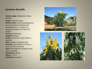 Camaron AmarilloNombre vulgar:Beloperone, Planta camarónOrigen: América CentralNombre latino:Justicia brandegeeana (a veces llamada impropiamente brandegeana) sin. J. guttata sin. Beloperoneguttata sin. DrejerellaguttataFamilia:AcanthaceaeCategoría: arbustoFollaje: persistente; hojas simples y opuestasPorte: erguido y luego pénduloFloración: de primavera a verano; a veces en otras estacionesColor: flores blancas y brácteas rosas, rojas o amarillasCrecimiento: rápidoAltura: 1-1.5 mPlantación: primavera 
