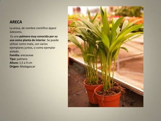 ARECALa areca, de nombre científico dypsislutescens, Es una palmera muy conocida por su uso como planta de interior. Se puede utilizar como mata, con varios ejemplares juntos, o como ejemplar aislado. Familia:arecaceaeTipo: palmeraAltura: 1,5 a 9 cmOrigen: Madagascar