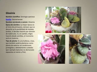 GloxiniaNombre científico: Sinningiaspeciosafamilia: GesneriaceaeNombre vernáculo o común: GloxiniaÉpoca de siembra: La mejor época es al inicio de primavera, siempre que se descarte ya la posibilidad de heladas tardías, si decides hacerlo por división de tubérculos. Si, en cambio, eliges hacerlo desde semillas, el momento será en invierno.Tipo de planta: Es una bulbosa, vivaz, que también podría plantarse como planta de exterior en condiciones protegidas y debidamente cuidadas (por ejemplo balcones no demasiado expuestos al viento y frío).