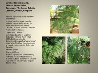 Davalia, Helecho canario, Helecho pata de liebre, Carraguala, Filis de mar, Cabriña, Cochinita, Pulipuli, CalagualaNombre científico o latino: DavalliacanariensisNombre común o vulgar: Davalia, Helecho canario, Helecho pata de liebre, Carraguala, Filis de mar, Cabriña, Cochinita, Pulipuli, CalagualaFamilia: Polypodiaceae.Origen: Islas Canarias.Etimología: Davallia es un género dedicado a EdmondDavall (1826-1900), botánico suizo. La denominación específica "canariensis" es por el archipiélago canario, aunque la especie no es exclusiva de las Islas Canarias.Helecho epífito.Altura: 40-60 cm.Rizomas superficiales (raíces aéreas) rastreros, con aspecto rechoncho, escamosos. Están cubiertos de un vello rojipardo que los asemeja a las patas de una liebre.