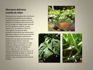 Monstera deliciosa Costilla de AdanPlanta perenne trepadora de la familia de las Aráceas precedente de las regiones tropicales de América. Aparece silvestre desde el sur de Méjico hasta América del Sur. En su lugar de origen puede alcanzar los 20 m de altura, aunque no suele superar los 5 m cuando se cultiva en otros lugares. Sus gruesos tallos presentan raíces aéreas que utilizan para agarrarse y trepar así como para absorber la humedad ambiental y reproducirse. Destaca por sus hojas acorazonadas que pueden alcanzar hasta 1 metro de longitud y unos 75 m de anchura. Estas hojas son enteras al principio y se van dividiendo en lóbulos a medida que crecen. Algunas veces los lóbulos aparecen agujerados cerca del centro. El nombre de Costilla de Adán se refiere al aspecto que presentan sus hojas al dividirse y que recuerdan la forma de las costillas.