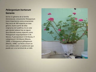 PelargoniumhortorumGeranioDe los 11 géneros de la familia Geraniaceae, únicamente Pelargonium tiene importancia como ornamental. Hay cerca de 300 especies en éste género, buena parte de ellas originarias de Sudáfrica. Es en este país donde todavía hoy se siguen describiendo nuevas especies como PelargoniumangustipetalumE.M. Marais, P. parvipetalumE.M.Marais, P. rubiginosumE.M.Marais (Marais, 1999), o Pelargoniumgithagineum(Marais, 1998). Las flores crecen en una umbela sobre un pedúnculo que puede ser o no terminal de un tallo